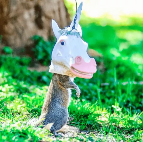 Unicorn Head Squirrel Feeder